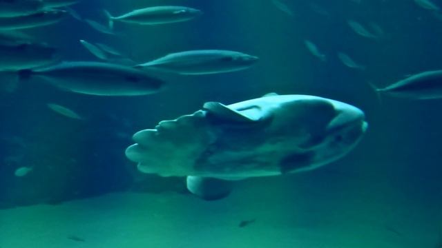 Mondfisch im Ozeanarium in Hirtshals - Dänemark смотреть онлайн