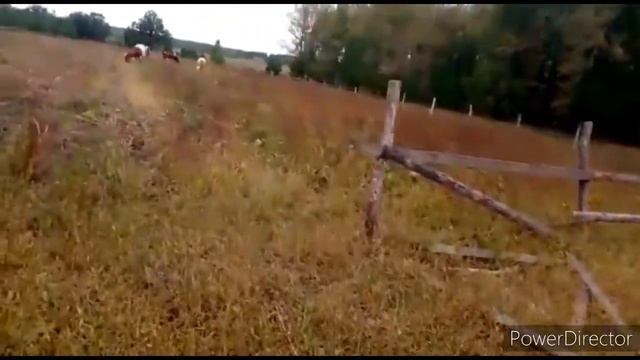 собрали небольшой урожай тыквы смотреть онлайн