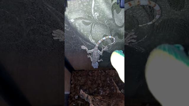 Мой геккон токи и то,как я его боюсь? смотреть онлайн