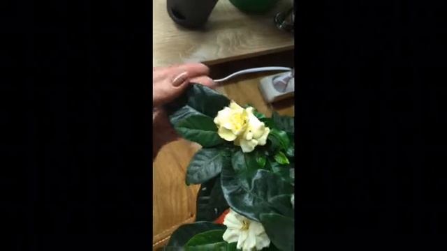Гардения жасминовидная.Цветет. смотреть онлайн