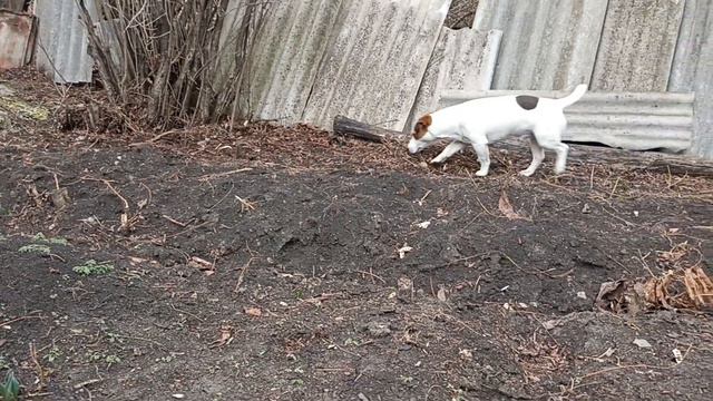 три дня на хуторе/скорее бы весна смотреть онлайн