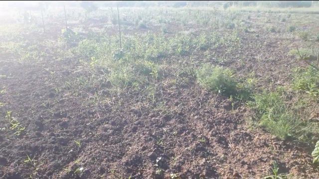 Высадка фацелии в июне месяце. смотреть онлайн
