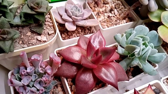 4 января 2023 г. Моя коллекция суккулентов. Часть 2. смотреть онлайн