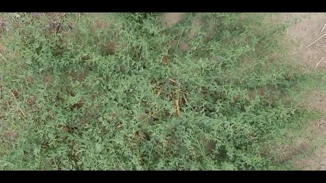 Верблюжья колючка // ЖАНТАК // Camel Thorn смотреть онлайн