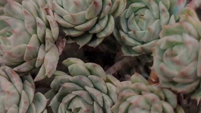 多肉植物资料56-苯巴蒂斯 Echeveria 'Ben Badis'