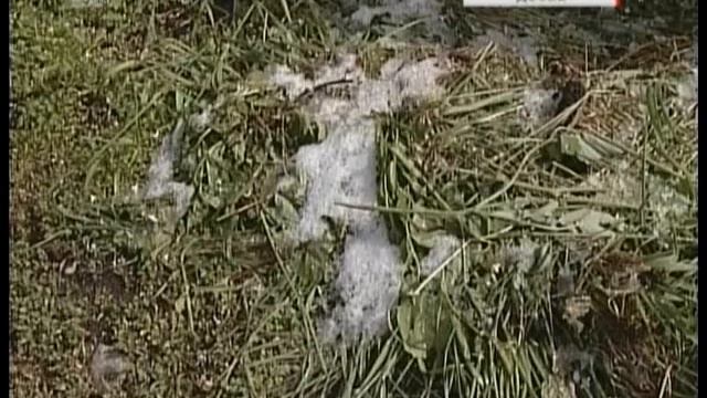 Ночные заморозки ожидаются в Челябинской области смотреть онлайн