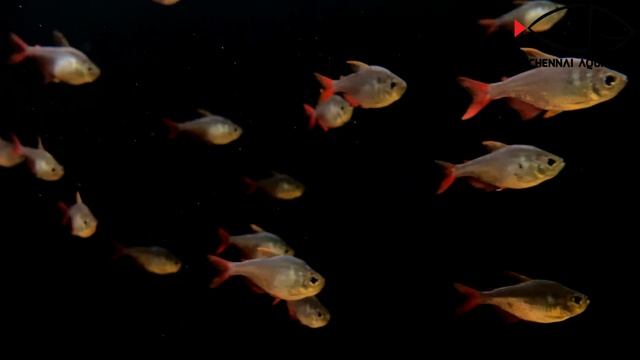 EXOTIC TETRA | COLUMBIAN TETRA CARE GUIDE | CHENNAI AQUARIUM