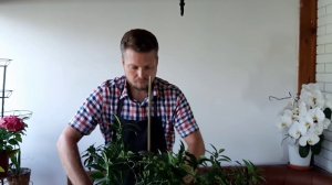 КУМКВАТ. ПЕРЕСАДКА И ФОРМИРОВАНИЕ КРОНЫ