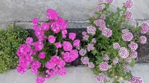 Турецкая гвоздика.Посев.Уход.Цветение.