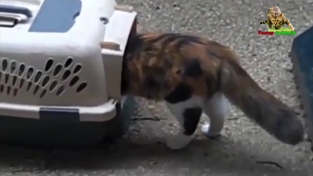 Разговорчивые кошки. Побазарим?! смотреть онлайн