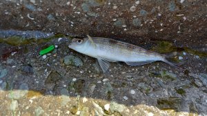 Морская рыбалка на булер.