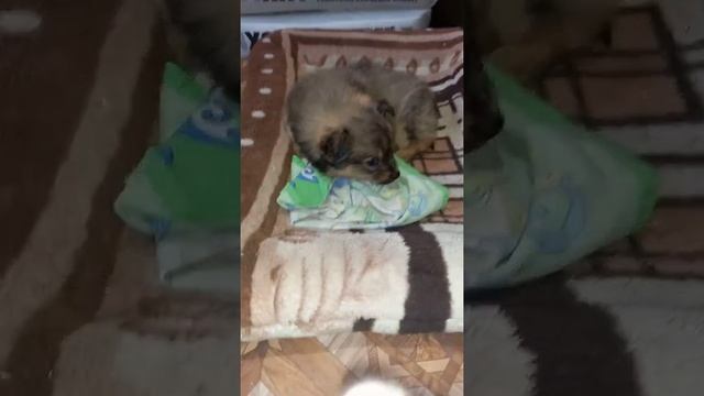 Щенки ищут дом ? сестричка Бони едет к новым хозяевам смотреть онлайн