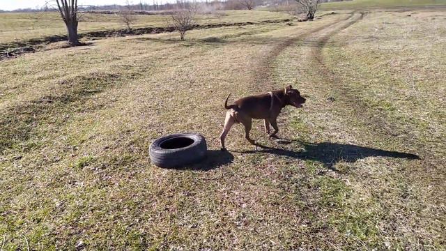 ПИТБУЛЬ ЭРИК НА ПРОГУЛКЕ ПЕРВЫ'Е С НОВЫМ ХОЗЯИНОМ смотреть онлайн