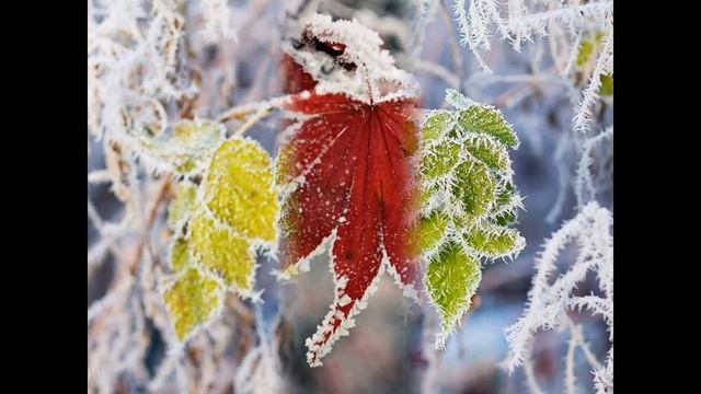 виды листьев смотреть онлайн