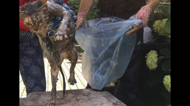 Как мы искупали кошку смотреть онлайн