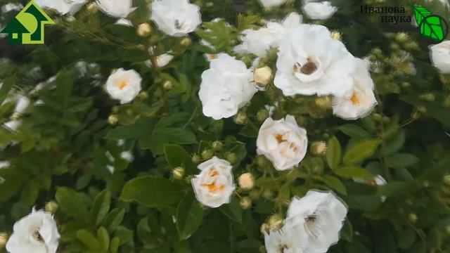 НЕ РОЗЫ, А НЕВЕСТЫ! РОЗЫ НЕ ЗАЖИРУЮТ и НЕ ОСЛЕПНУТ. Простые правила ухода для пышного цветения РОЗ. смотреть онлайн