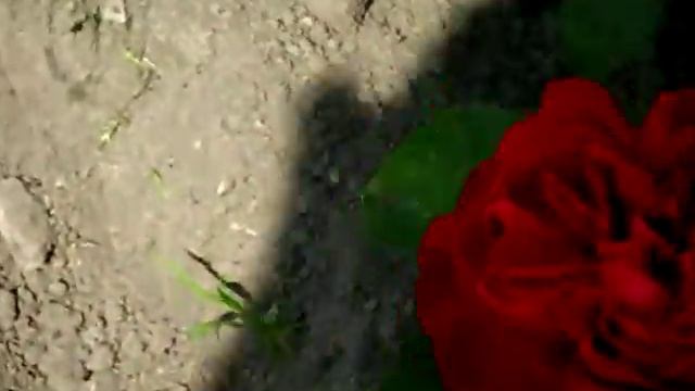 Троянда Л. Д. Брейтвейт /L.D.Braithwaite/. смотреть онлайн