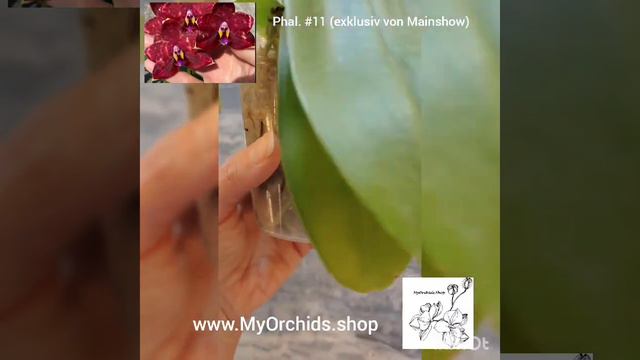 Phalaenopsis #11 смотреть онлайн