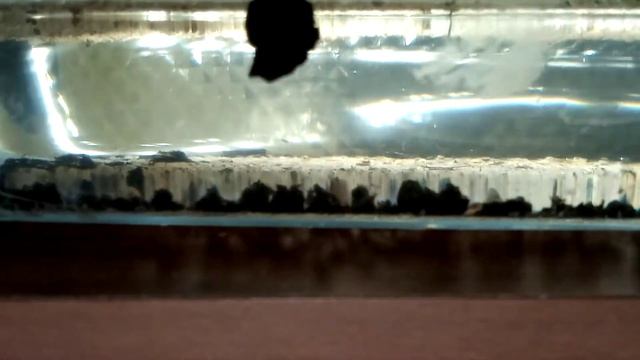 Triops Granarius leben noch ❤, Triops gonochoric schlüpfen смотреть онлайн