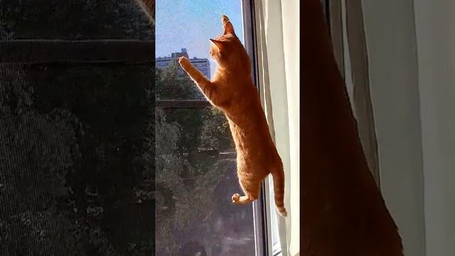 Маркиза мух гоняет 😅 смотреть онлайн