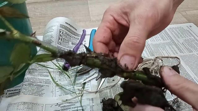Воздушное черенкование розы, осенний результат. Весенний результат выложу позже. смотреть онлайн