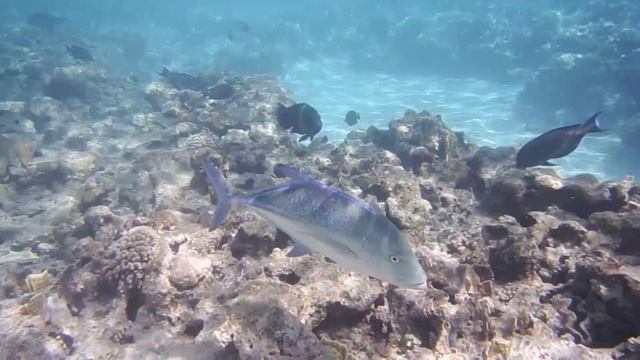 Caranx. Каранкс. Гигантский каранкс. DSCF2523 смотреть онлайн