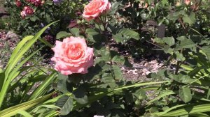 Роза Этруска - чайно-гибридный сорт, Питомник Роз Полины Козловой rozarium.biz