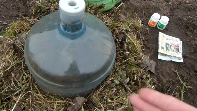 Восстановление плохо перезимовавшей розы.Сорт Коко локо,в описании под видео-результат !!! смотреть онлайн