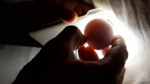 Овоскопирование куриных яиц на 14 сутки.