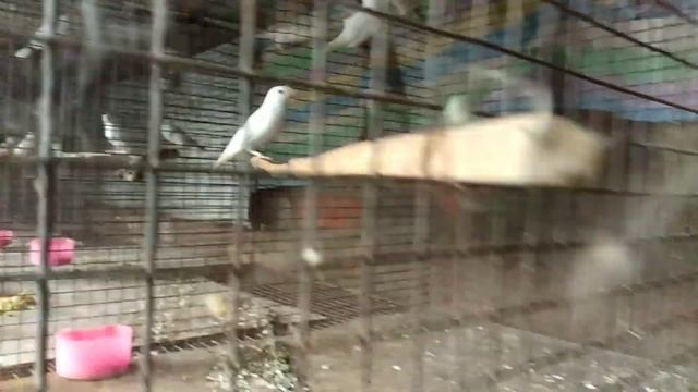 How to make vegetables soft food for Java birds❤❤? смотреть онлайн