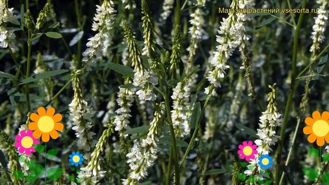 Иссоп лекарственный Альбус. Краткий обзор, описание характеристик Hyssopus Officinalis Albus