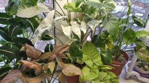 Сингониумы. Условия содержания.