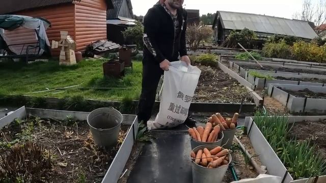 Работаем на даче убираем морковь. смотреть онлайн