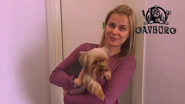 Наташа и йоркширский терьер Нильс - отзыв о зоосалоне Гавбург смотреть онлайн