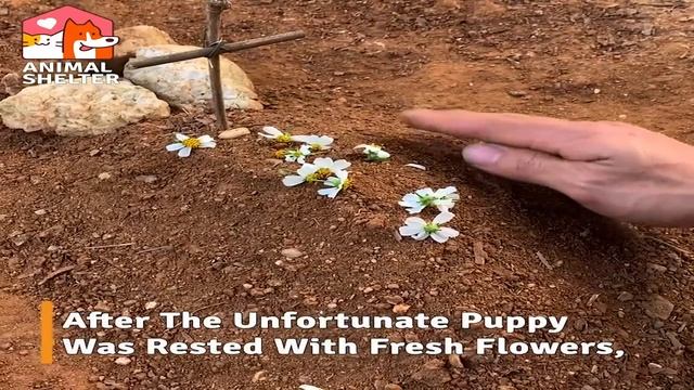 Abandoned Puppy was in Tears and Struggling to Survive Until This Happened смотреть онлайн