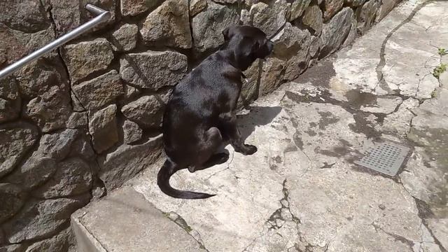 Борная кислота на винограднике. смотреть онлайн