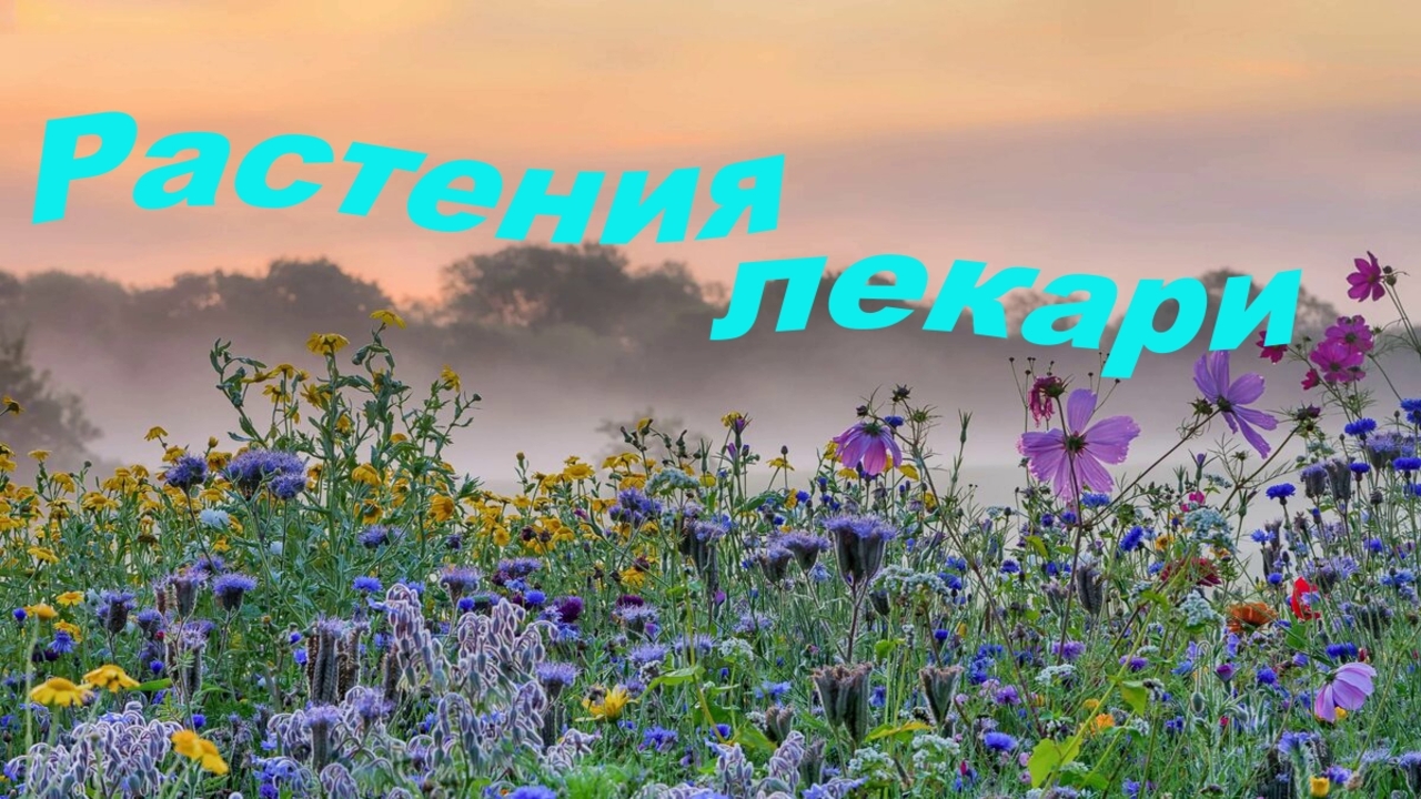Растения лекари К ним нужно только обратится. смотреть онлайн