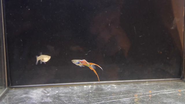 #гуппи эндлера / #guppy endlera смотреть онлайн