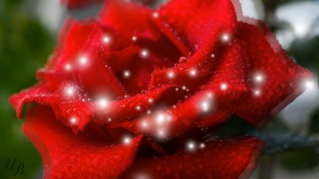 Какие цветы дарить любимым смотреть онлайн