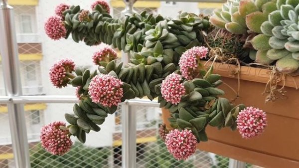 crassula springtime - sukkulent - succulent flower