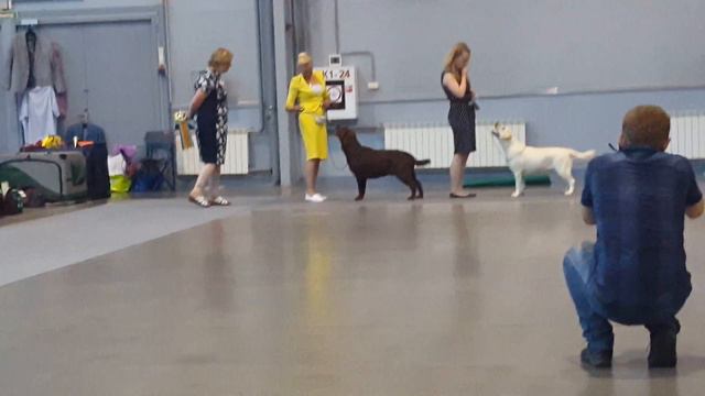 Best Junior Specialty labrador retriever St Petersburg 21/07/2018, judge Maxine Woodley смотреть онлайн