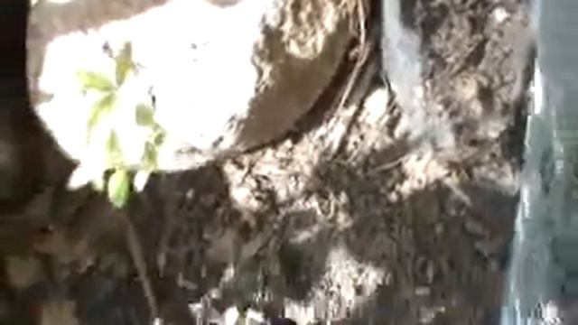 Stevia in Culiacan Sinaloa Mexico ka' he' english HOLISTIC GARDENING 4 смотреть онлайн
