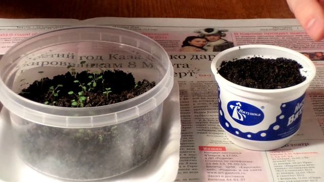 Выращивание ЗЕМЛЯНИКИ (КЛУБНИКИ) из семян. ПИКИРОВКА (ПЕРЕСАДКА) сеянцев в отдельные стаканчики смотреть онлайн