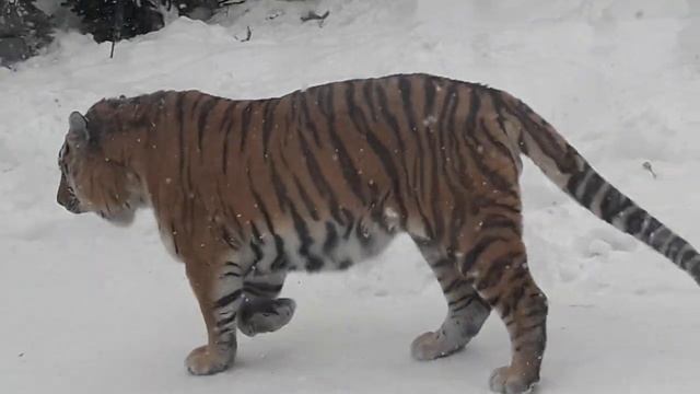 Кормление Амурского тигра! смотреть онлайн