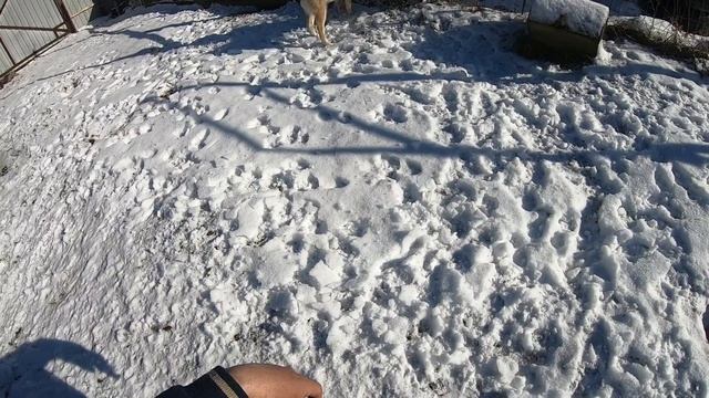 Воспитание щенка лайки для охоты. смотреть онлайн