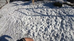 Воспитание щенка лайки для охоты.