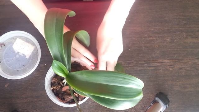 Омоложение Орхидеи Фаленопсис: Делим Орхидею на Две смотреть онлайн