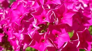 Вот так вот не надо, надо вот так,так,так)