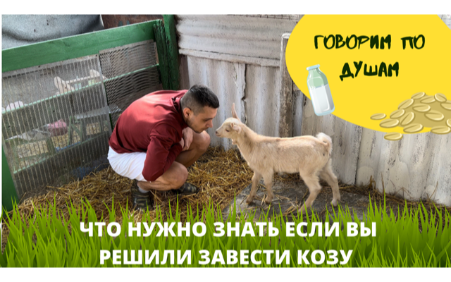 ЧТО НУЖНО ЗНАТЬ ЕСЛИ ХОЧЕШЬ ЗАВЕСТИ КОЗУ. ИЛИ ПАРУ ВЕСЁЛЫХ ИСТОРИЙ И ГОВОРИМ ПО ДУШАМ смотреть онлайн