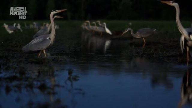 Дикая Франция 9 серия. Вдоль по течению смотреть онлайн